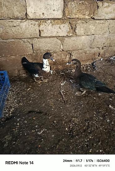 müşk ördəyi: Muscovy (indo) ördəkləri – 2 ədəd - Cins: Muscovy/indo - Say: 2 baş — 1