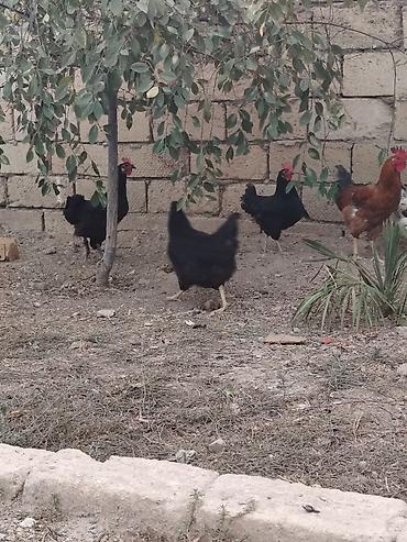 Сельхозптицы: Kənd toyuqları barter olunur başa baş kənd xoruzuynan 5 6 aylıq — 2