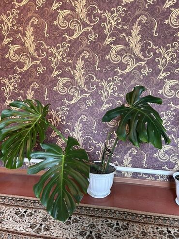 стул растущий: Монстера деликатесная (Monstera deliciosa) в горшках. Описание: -