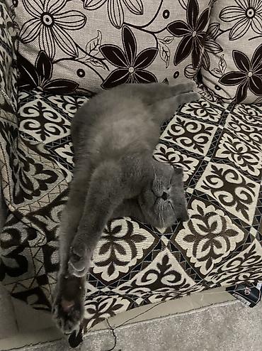 Продажа кошек: Шотландская вислоухая кошка (Scottish Fold), окрас сплошной голубой — 9