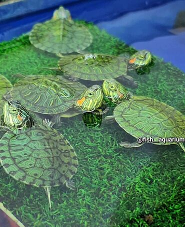 животные: Черепашки красноухие Черепаха красноухая Аквариумная черепаха
