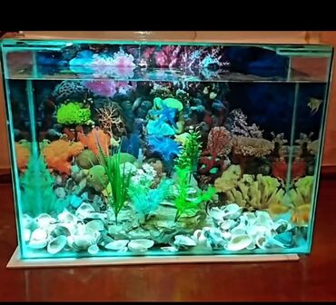 Akvariumlar: Akvarium balıqları aksesuarlar yem tor işıq — 6