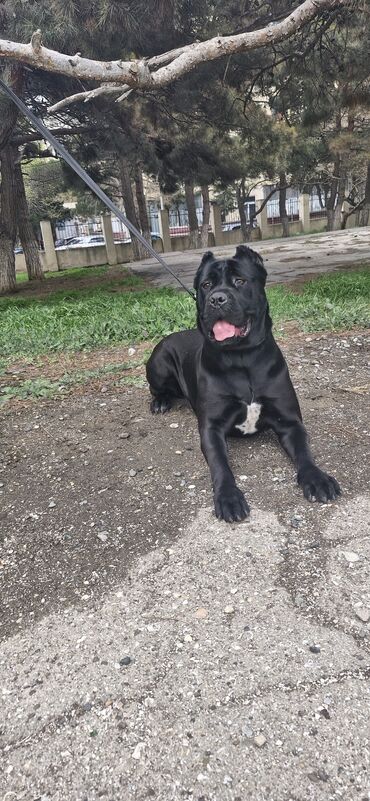 İtlər: Kane-Korso, Erkek, Sənədli, Ünvandan götürmə — 4