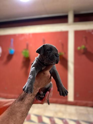 cane corso yavru: Kane-Korso, 1 ay, Erkək, Peyvəndli, Pulsuz çatdırılma — 3