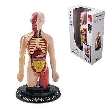 perla obuca modeli: Lutka ljudski torzo 95/35006-50 Nauči osnove ljudske anatomije kroz — 1