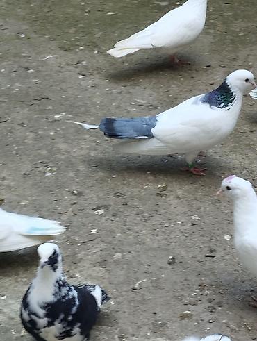 ucan: Satilir qusdar 2si baladi ucurtmali qalanlari yeke ucan qusdardi — 2