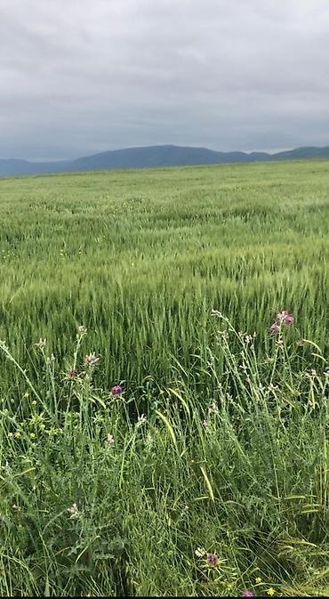 gunluk bağ evləri bakı: 7500 sot, Kənd təsərrüfatı, Mülkiyyətçi, Kupça (Çıxarış) — 3