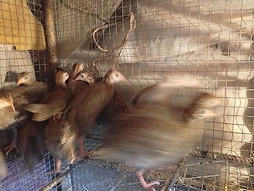 кошка жалал абад: Продаю месячных цесорят домашние — 3