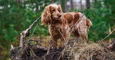 Продажа собак: Спаниель, 1 год, Самец