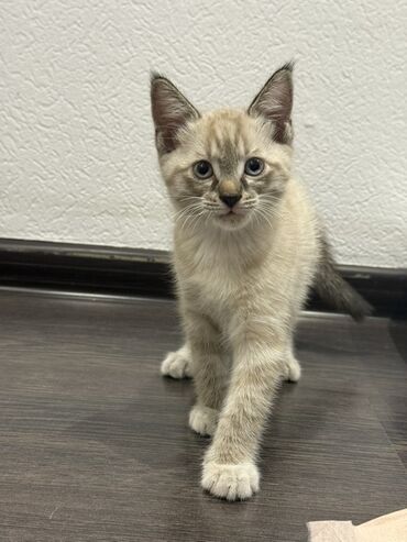 корм для кошек и котят: Беспородная, 2 месяца, Мальчик, Приучена к лотку