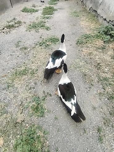 dovşan şəkili: Muscovy sort lal ördəklər – müxtəlif rənglərdə balalar Rəng çeşidləri — 5
