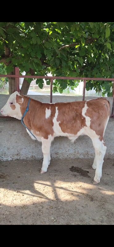 simmental inəklər: Dana, buzov, Erkək, Simental, ay: 4