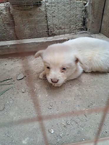 kangal itlərin satışı: Zvonok, 2 ay, Dişi, Peyvəndli, Ödənişli çatdırılma — 1