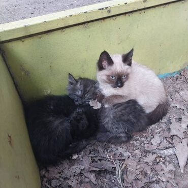 сиамские котята в дар: Котята на улице, хотя бы по одному возьмите кто может. они уже там