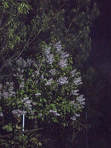 kəpənək dekor: Məhsul: Yasəmən (Syringa vulgaris) – kəsilmiş budaqlar və ya kol — 3