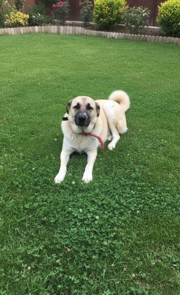 щенята в добрые руки: 2 il