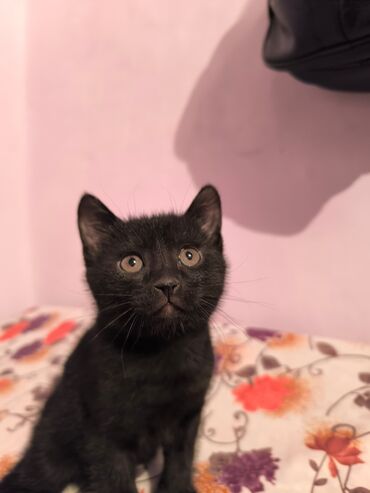 бенгальская кошка домашняя: Котята домашние, короткошёрстные. - Окрас: черный (две фотографии)