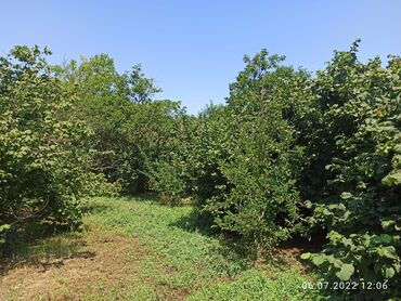 Bağ evlərinin satışı: Nabranda çox qözel menzerede hem denize yaxın hemde meşenin kenarında — 9
