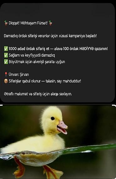 ordək balası və cucə: Damazlıq ördək satışı – xüsusi kampaniya! - 1000 ədəd ördək sifariş — 1