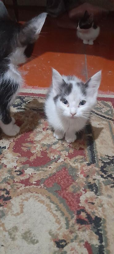 tap az ev quslari: Yaxşı əllərə — 4