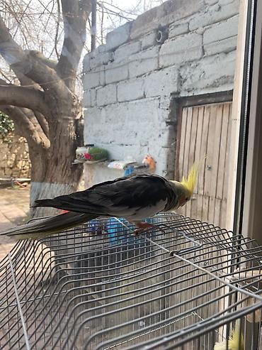 məndə at vasapda: Disi Və Erkəy Korlla Hazir cut Yumurtluyur. tam Saglamdilar Erkey — 3