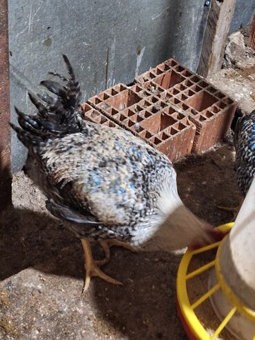 Xoruzlar: Xoruz, il: <1, Ünvandan götürmə — 10