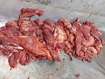 быки на мясо: Ножки, Вырезка, Бесплатная доставка — 4