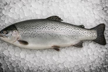 Bitki yağı: Qizil baliq əti qirmizi
Çəkisi 2.5 kg (ortalama)