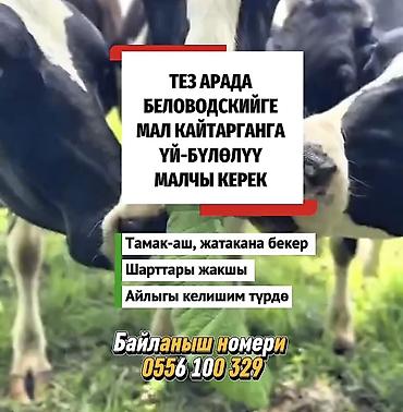 Сельское хозяйство: Требуется Скотник, Оплата: Сдельная, Питание — 1