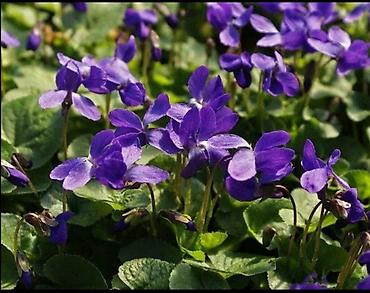 выращивание: Фиалка садовая душистая (Viola odorata) — многолетний почвопокровный — 1