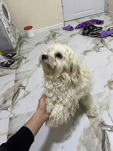 İtlər: Malta bolonka, 9 ay — 6