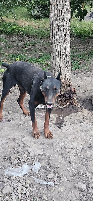 pudel satilir 2020: Doberman, Erkək — 3