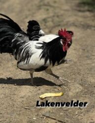 дома на продажу в бишкеке: Семейка лакефельдер 2 петуха и 12 кур цена за всех 35,000 сом