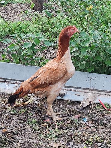 qara qanad tovuz quşu: Heyratı fərə. Ünvan Ağdam bəzi yerlərə göndərmək mümkündür. Tam — 2