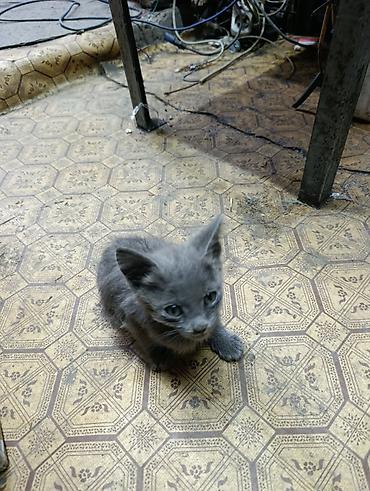 Отдам даром кошку: Котята даром, есть кошка веслоухая 1 год тоже даром в хорошие руки — 6