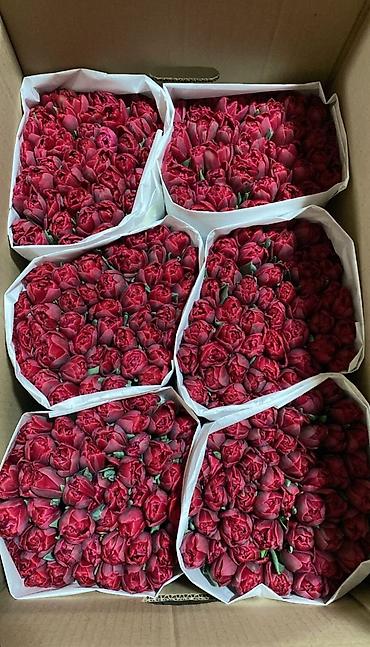 Букеты из живых цветов: Тюльпаны срезанные, сортовые, упакованные партиями. - Палитра — 2