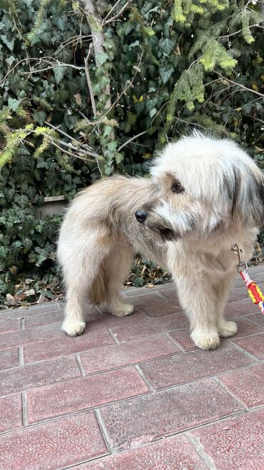 Отдам даром собаку: Собака даром: Дворняжка, 2 года, Самец, С прививкой — 2