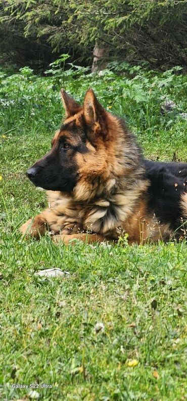 куплю собаки: Потерял собаку породы немецкая овчарка, в районе искаково элебаева в