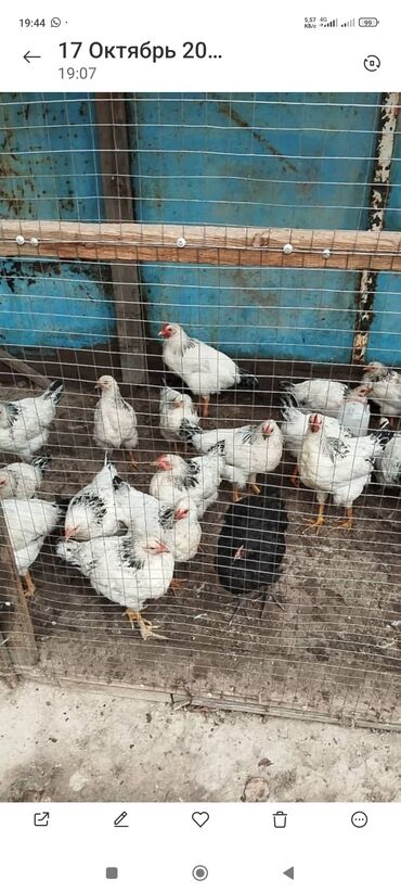 куры несушки оптом бишкек: Продаю куры петух 🐓 молодые породистые договорная. позвонить тел