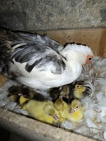 Ördəklər: Dişi, | Lal ördək, Damazlıq — 3