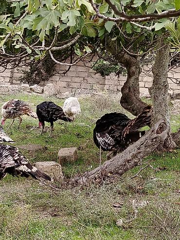qus: Hinduşqa amerkan broz Kət şəraitində bəsləmiş Saqlam dadlı əti və — 9