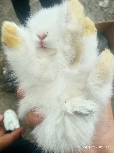 ev heyvanları satışı: Ağ dovşan balası 2 ədəddir.Samaxi rayonundadir ama Bakiya çatdırıla
