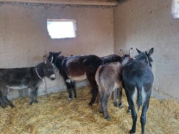сх животные и товары: Ослы – группа животных для хозяйства - На фото — несколько ослов