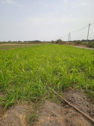 Torpaq sahələrinin satışı: 36 sot, Kənd təsərrüfatı, Kupça (Çıxarış) — 1