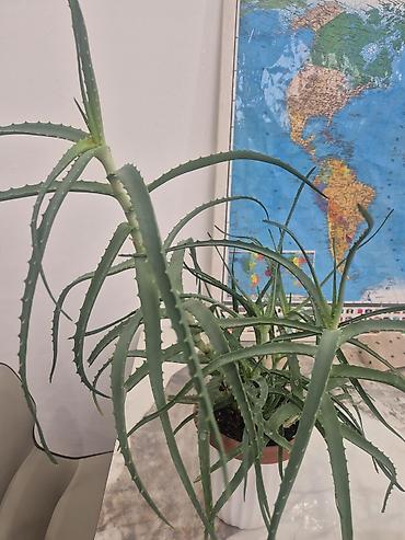 Алоэ: Алоэ (вероятно, Aloe arborescens) в горшке. - Куст с несколькими — 1