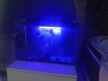 akvarium satisi: Salam. Akvarium satılır. 0.60x0.40x0.25. Balıqlar, şüşə təmizləyən — 6