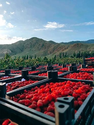 Tayberry saplings & cuttings: 🌿 Полана жана Полька 🌿( Оригинал сорт ) мөмөсу 🍇 Чон чон одборный — 13