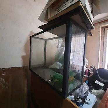 skalari: Akvarium – şüşə korpus, metal/plastik çərçivə - Ölçü: orta ölçülü — 3