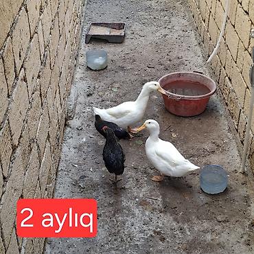 Kənd təsərrüfatı quşları: 2,5 aylıq ağ ördəklər + iki çolpa. Ördəyin 1-i erkək, 1-i dişidir — 3