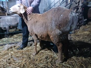 Бараны, овцы: Продаю | Овца (самка) | Для разведения | Матка — 2
